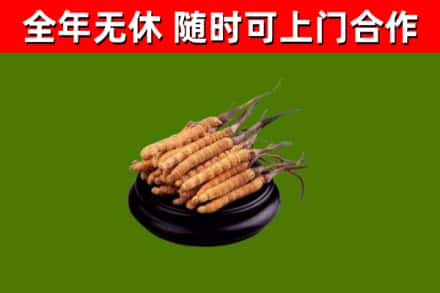 若羌回收冬虫夏草