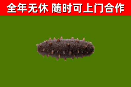 若羌回收海参干